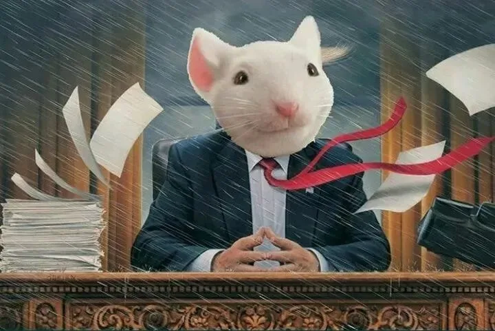 别死盯《羊了个羊》 土耳其团队用表情包做超休闲手游火爆了欧美