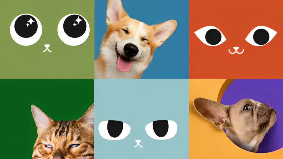 新锐宠物品牌出海东南亚，第一年做到泰国10万+用户订单量、猫窝单品TOP1丨对话创始人