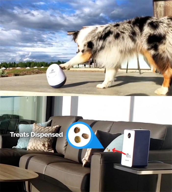 给宠物选购电子游戏，是铲屎官要研究的新学问