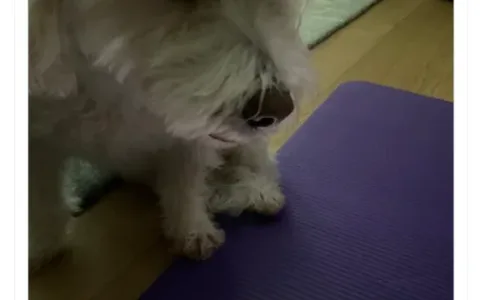 马斯克揭秘“宇宙级”AI：特斯拉搞硬件、xAI搞模型，怒批OpenAI“贪婪”